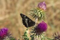 Brintesia circe