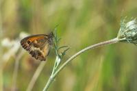 Pyronia tithonus