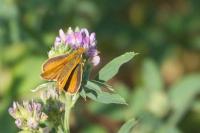 Thymelicus acteon