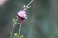 Zygaena filipendulae