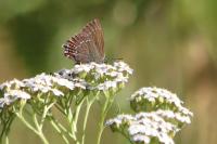 Satyrium ilicis