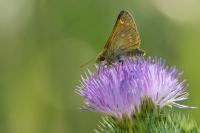 Ochlodes sylvanus