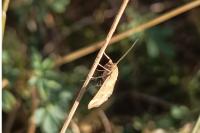 Pyrausta despicata