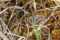 Spialia sertorius