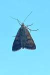 Pyrausta despicata