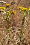 Melitaea cinxia