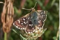 Spialia sertorius