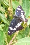Limenitis reducta