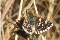 Spialia sertorius