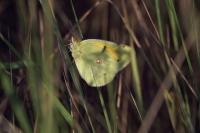 Colias crocea
