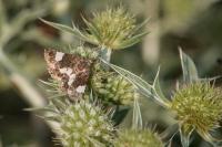Tyta luctuosa