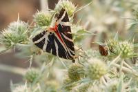 Euplagia quadripunctaria