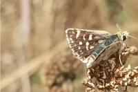 Spialia sertorius