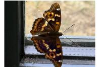 Apatura ilia