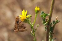 Euclidia glyphica