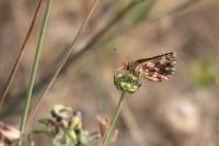 Spialia sertorius