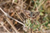 Spialia sertorius