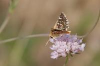 Spialia sertorius