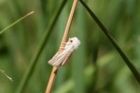 Mythimna pallens