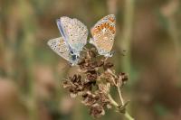 Polyommatus icarus