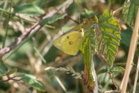 Colias hyale