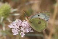 Colias hyale