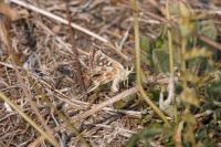 Spialia sertorius
