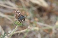 Spialia sertorius