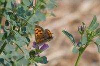 Lycaena phlaeas