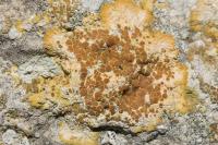Variospora aurantia