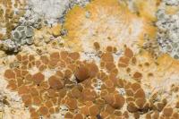 Variospora aurantia