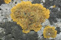 Variospora flavescens
