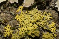 Candelaria concolor