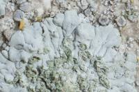Diploicia canescens