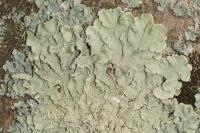 Flavoparmelia caperata