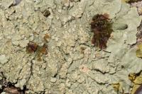 Flavoparmelia soredians