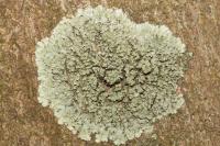 Hyperphyscia adglutinata