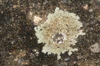 Protoparmeliopsis muralis