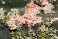 Marchandiomyces corallinus