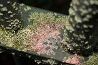 Marchandiomyces corallinus