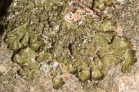 Melanelixia glabratula