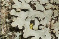Phaeophyscia orbicularis