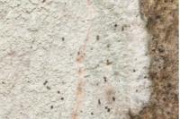 Phlyctis argena