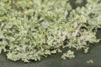 Physcia tenella