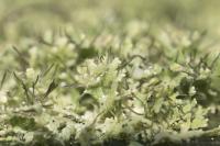 Physcia tenella