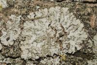 Physconia grisea