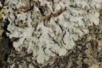 Physconia grisea