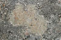 Protoblastenia rupestris