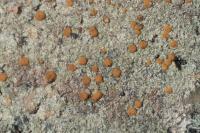 Protoblastenia rupestris