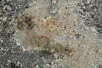 Protoblastenia rupestris